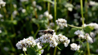 La restauration des populations de pollinisateurs sont dans les objectifs principaux du règlement. La restauration des populations de pollinisateurs sont dans les objectifs principaux du règlement.