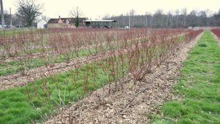 Camille Savouré a planté 1,5 ha de myrtilles en Sologne.