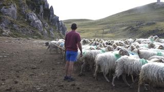 C'est la première attaque d'ours que vit Cédric Pucheu sur l'estive de la Pierre Saint-Martin (Pyrénées-Atlantique). C'est la première attaque d'ours que vit Cédric Pucheu sur l'estive de la Pierre Saint-Martin (Pyrénées-Atlantique).