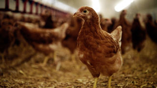 Un indice a été élaboré pour suivre l’évolution des prix des matières premières pour l’alimentation des poulets de chair élevés en agriculture biologique. (photo d'illustration) Un indice a été élaboré pour suivre l’évolution des prix des matières premières pour l’alimentation des poulets de chair élevés en agriculture biologique. (photo d'illustration)