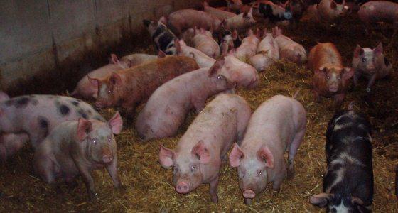 Porcs