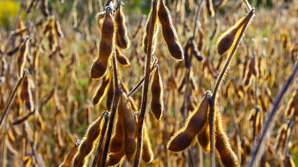L'USDA anticipe pour la campagne 2024-2025, une production mondiale de 428,7 millions de tonnes de soja.