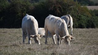 L'objectif de l'arrêté du 10 juin 2024 est l'éradication de l'IBR, la rhinotrachéite infectieuse bovine.