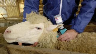 La campagne de vaccination contre le sérotype 3 de la FCO a commencé et fait l'objet de quelques critiques concernant les délais de livraison des doses de vaccin dans certains départements. La campagne de vaccination contre le sérotype 3 de la FCO a commencé et fait l'objet de quelques critiques concernant les délais de livraison des doses de vaccin dans certains départements.