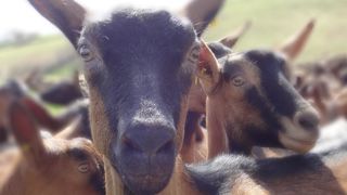 La chèvre est probablement sensible à la FCO. La vaccination est conseillée par la Fnec. La chèvre est probablement sensible à la FCO. La vaccination est conseillée par la Fnec.