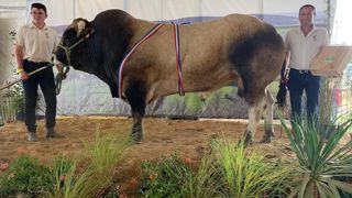 Rocard, du Gaec Maison Guillemet (Maine et Loire), obtient le prix de championnat taureau adulte. Rocard, du Gaec Maison Guillemet (Maine et Loire), obtient le prix de championnat taureau adulte.