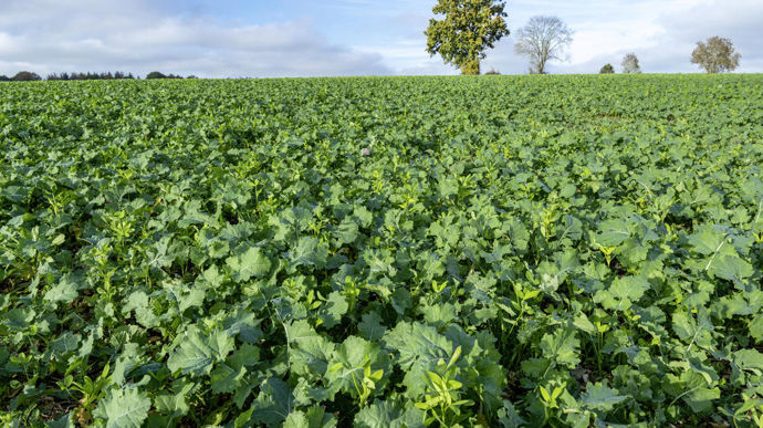 En pur ou en en mélange, les  couverts bénéficient d'une dynamique positive, d'autant que les conditions climatiques s'y prêtent cette année.