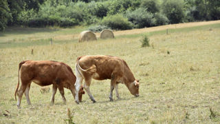Le ministère de l’Agriculture a identifié 208 foyers de maladie hémorragique épizootique (MHE) en élevage entre le 1er juin 2024 et le 22 août 2024. (Photo d'illustration)