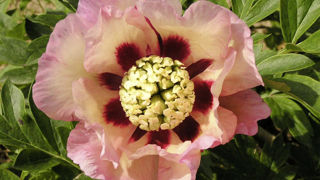 La pivoine Itoh 'Pastel Splendor' se distingue par sa couleur pêche. La pivoine Itoh 'Pastel Splendor' se distingue par sa couleur pêche.