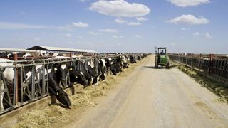 Le service en charge de la sécurité des aliments aux États-Unis ajoute le virus H5N1 de la grippe aviaire à sa liste de contaminants recherchés en abattoir. Le service en charge de la sécurité des aliments aux États-Unis ajoute le virus H5N1 de la grippe aviaire à sa liste de contaminants recherchés en abattoir.