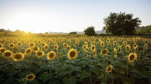 La France profite d'un climat plus propice au développement des cultures de printemps. La France profite d'un climat plus propice au développement des cultures de printemps.