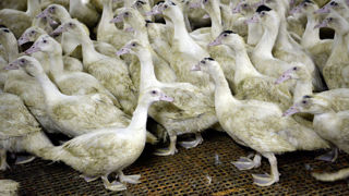 La filière avicole prendra en charge 30 % du coût de la vaccination des canards contre la grippe aviaire.