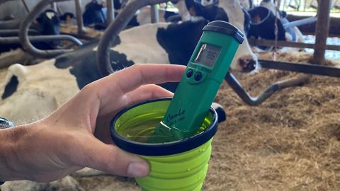 mesure des urines des vaches