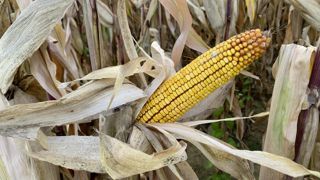Selon Arthur Boy, de l'AGPM, la production européenne de maïs avoisinera les 60 à 62 millions de tonnes en 2024. Selon Arthur Boy, de l'AGPM, la production européenne de maïs avoisinera les 60 à 62 millions de tonnes en 2024.