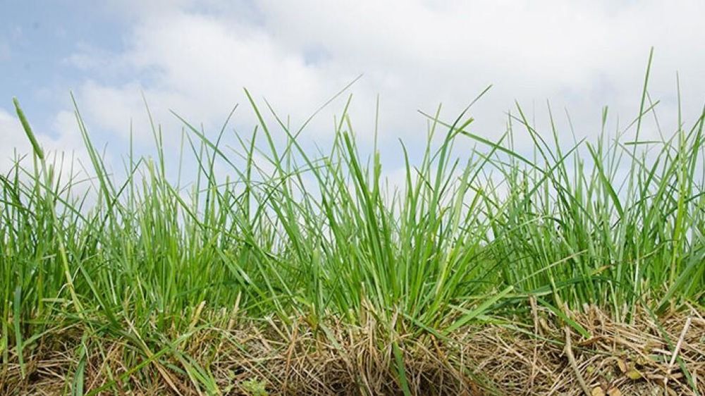 Le semis d'une prairie reste assez coûteux, mieux vaut réunir toutes les bonnes conditions. Le semis d'une prairie reste assez coûteux, mieux vaut réunir toutes les bonnes conditions.