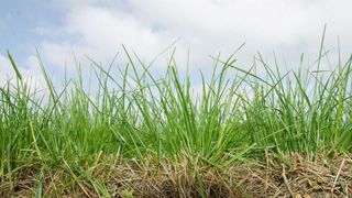 Le semis d'une prairie reste assez coûteux, mieux vaut réunir toutes les bonnes conditions. Le semis d'une prairie reste assez coûteux, mieux vaut réunir toutes les bonnes conditions.