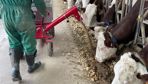 La brouette distributrice d'ECS utlise l'identification faciale pour reconnaître chaque vache à l'auge et lui distribuer la quantité adaptée de concentré.