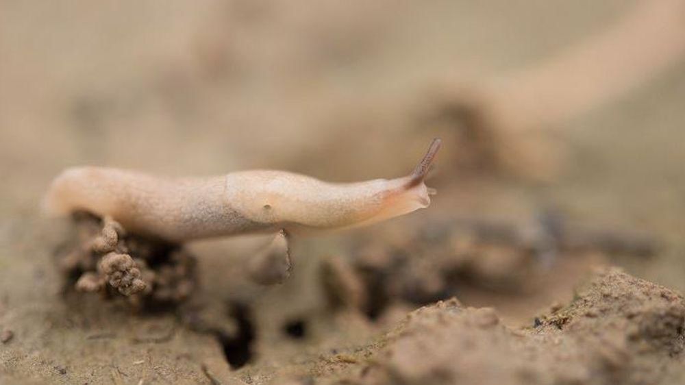 Limaces