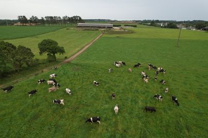 Pâturage vaches laitières dans le Finistère Le parcellaire regroupé et les sols portants permettent de profiter du pâturage pendant une bonne partie de l'année y compris parfois en hiver. En revanche les prairies se dessèchent en été. Des chemins ont été aménagés.