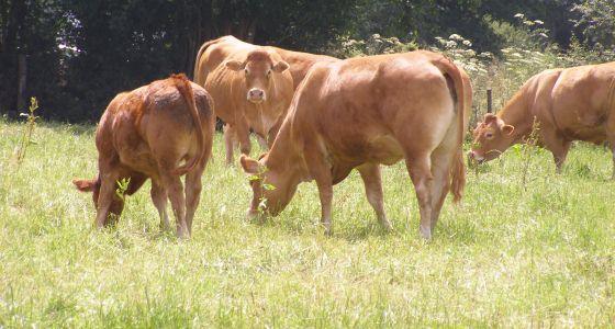 Vaches allaitantes
