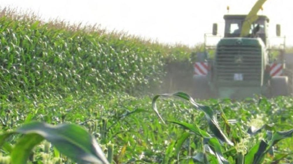Ensilage de maïs