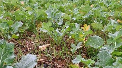 Les repousses de céréales sont peu sensibles à l’action des herbicides de prélevée, note Terres Inovia.