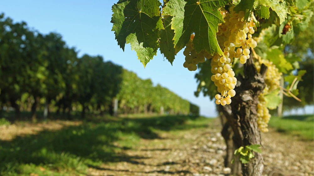Certification Environnementale Cognac : et si vous en parliez à votre Cerfrance Certification Environnementale Cognac : et si vous en parliez à votre Cerfrance