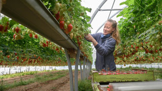 Les emplois saisonniers attirent peu à cause de leur caractère temporaire. Les emplois saisonniers attirent peu à cause de leur caractère temporaire.