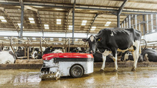 Le Discovery Collector C2 circule facilement entre les vaches pour aspirer le lisier. Le Discovery Collector C2 circule facilement entre les vaches pour aspirer le lisier.