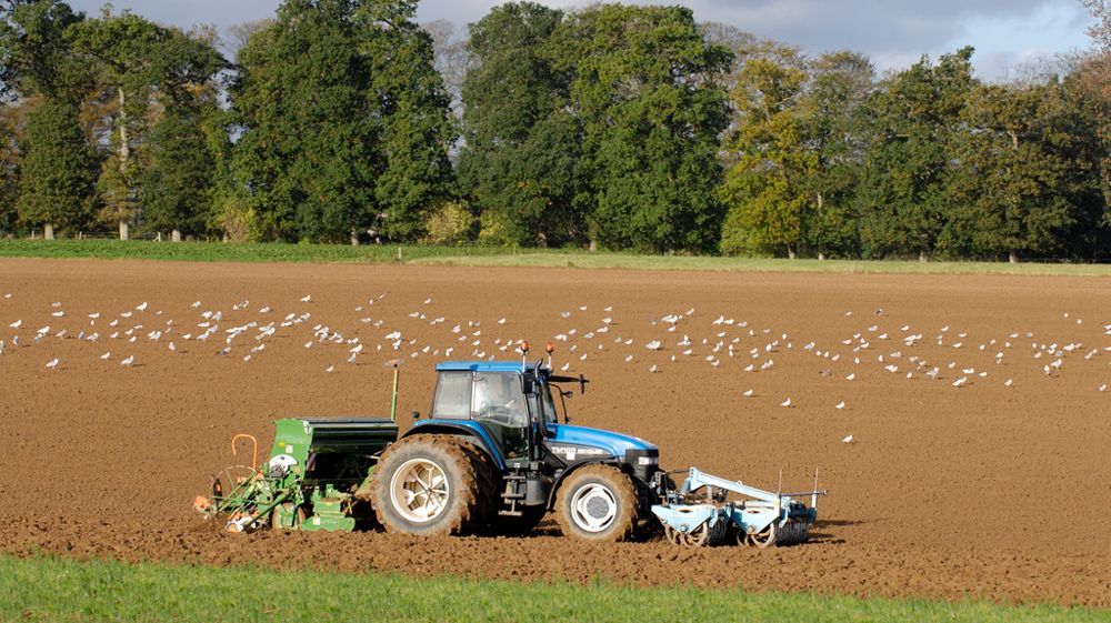Dates et densités de semis du blé tendre : les écueils à éviter
