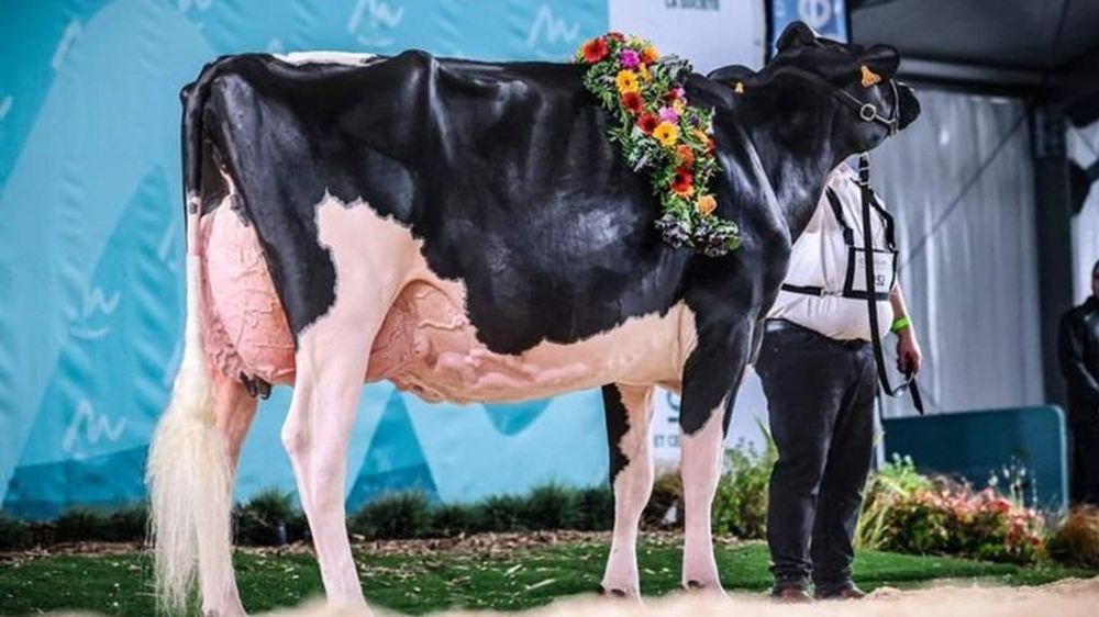 Grande championne Holstein Sommet de l'élevage 2024 Grande championne Holstein Sommet de l'élevage 2024