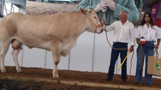 Royaale du Gaec Teulier Quercy Blondes (Tarn-et-Garonne) remporte le championnat femelle adulte.