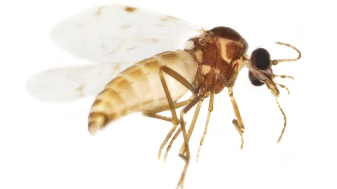 Les culicoïdes sont des insectes hématophages qui privilégient le bétail à l'homme. Ils ont une activité crépusculaire, du coucher au levée du soleil.