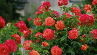 Rosa Ibiza® 'Intercomanje' bicolore orangé et rose.