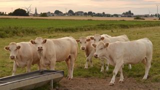 « Le méthane est un gaz à l’effet de serre particulièrement marqué. Il est essentiellement d’origine entérique, ce qui explique les efforts de réduction que la société demande aux éleveurs », décrypte Mathieu Diribarne, directeur scientifique d’Apis-Gene. « Le méthane est un gaz à l’effet de serre particulièrement marqué. Il est essentiellement d’origine entérique, ce qui explique les efforts de réduction que la société demande aux éleveurs », décrypte Mathieu Diribarne, directeur scientifique d’Apis-Gene.