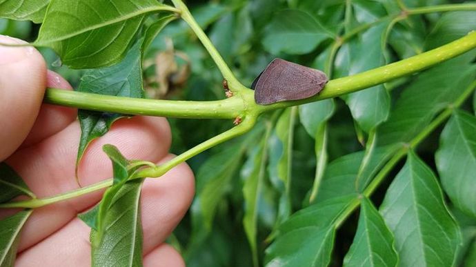 Pochazia shantungensis.