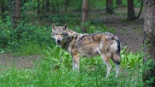 Le vote de l'Union européenne est « un grand pas en avant dans la gestion des loups » pour le Copa-Cogeca. Le vote de l'Union européenne est « un grand pas en avant dans la gestion des loups » pour le Copa-Cogeca.