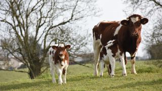 Contre les diarrhées néonatales : la vaccination des mères en gestation