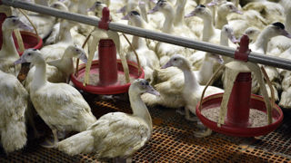 La deuxième campagne de vaccination, qui commence le 1er octobre 2024, autorise le vaccin du laboratoire allemand Boehringer Ingelheim et celui du français Ceva Santé Animale.