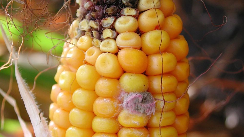 Les insectes foreurs augmentent le risque de contamination en DON car les dommages qu’ils causent sur les épis créent des voies d’entrée pour le champignon, favorisant ainsi sa propagation.