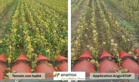 Récolte de tournesol après application d'AngioStop à droite comparée au témoin non traité à gauche Récolte de tournesol après application d'AngioStop à droite comparée au témoin non traité à gauche