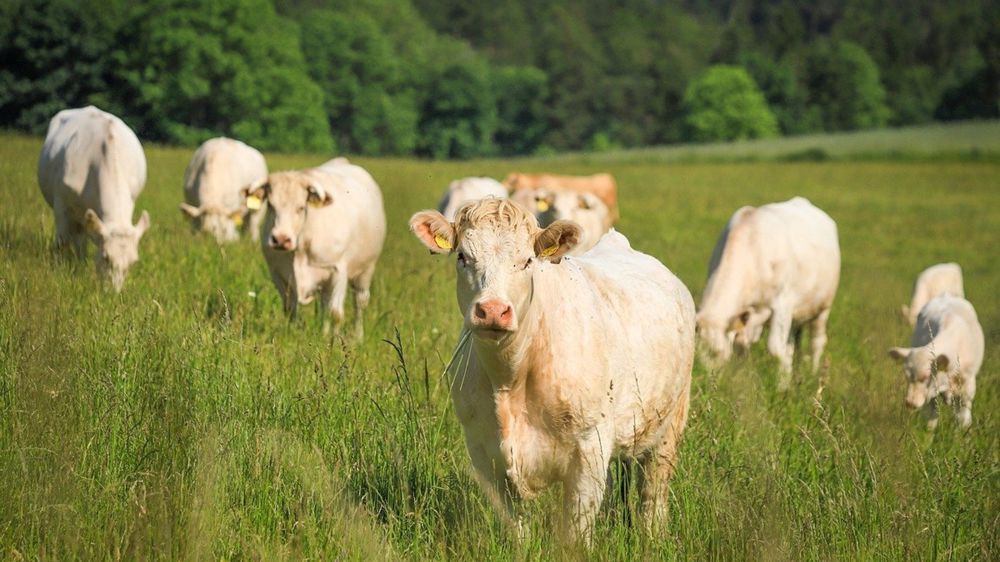Vaccins et indemnités : des annonces prévues au Sommet de l'élevage