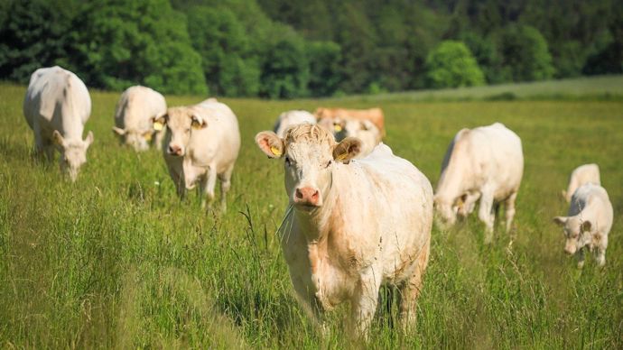 Vaccins et indemnités : des annonces prévues au Sommet de l'élevage