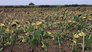 Certaines parcelles de tournesol sont nettement impactées par les intempéries de ces dernières semaines. Certaines parcelles de tournesol sont nettement impactées par les intempéries de ces dernières semaines.