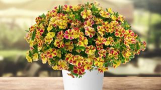 Calibrachoa ‘Lia Abstract’ Lemon Cherry.