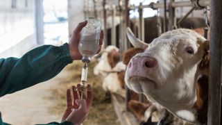 « Nous avons le stock de vaccins nécessaire », assure la ministre de l'agriculture. « Nous avons le stock de vaccins nécessaire », assure la ministre de l'agriculture.