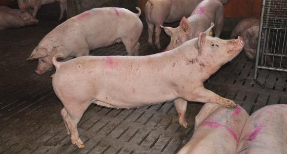 Porc charcutier Gad Cecab