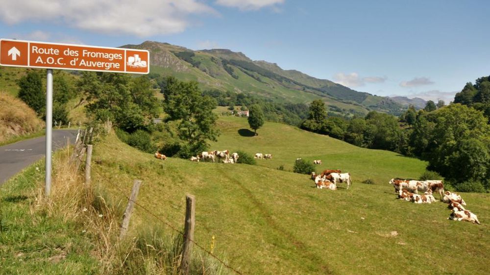Vaches laitières dans le Massif Central