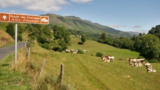 Les revenus des éleveurs laitiers du Massif Central atteignent presque 2 Smic en 2022. Les revenus des éleveurs laitiers du Massif Central atteignent presque 2 Smic en 2022.