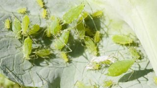 Le puceron vert du pêcher est un ravageur important pour de nombreuses cultures, comme la betterave. Il peut présenter des résistances à plusieurs familles d'insecticides. Le puceron vert du pêcher est un ravageur important pour de nombreuses cultures, comme la betterave. Il peut présenter des résistances à plusieurs familles d'insecticides.